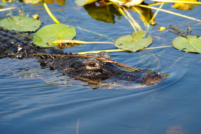 Shark Valley Hiking Trail