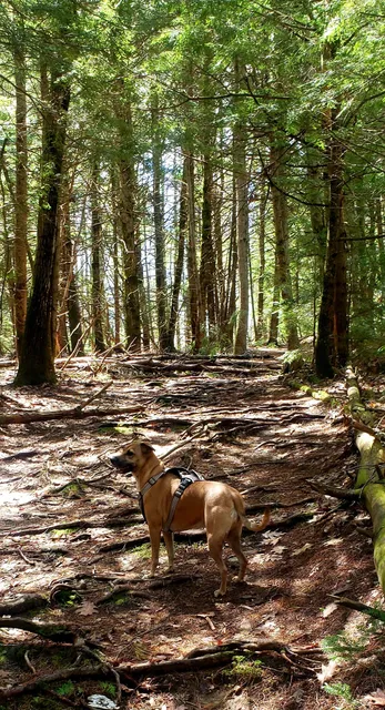 Pineland Public Reserve Land Trailhead