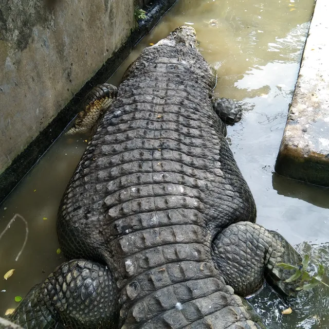 Asam Kumbang Crocodile Farm