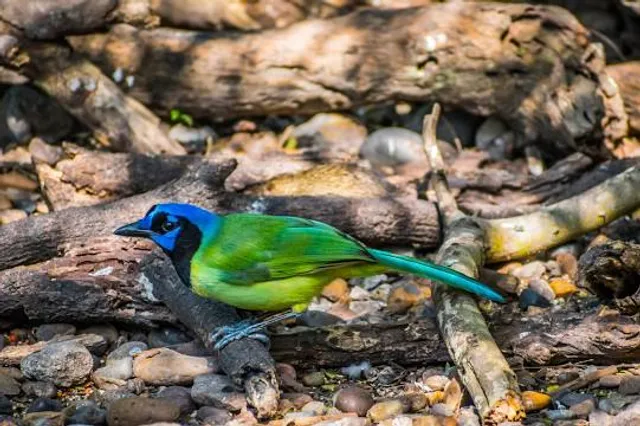 Laguna Atascosa National Wildlife Refuge