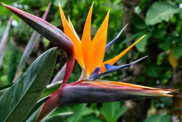 Hortus Botanicus TU Delft