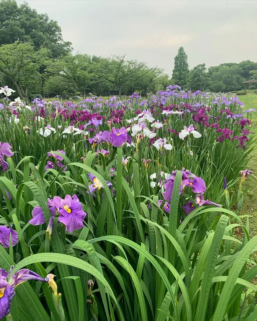 Aquatic Plant Garden