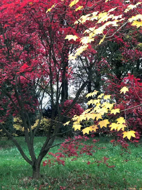 Arboretum Grootenbosch