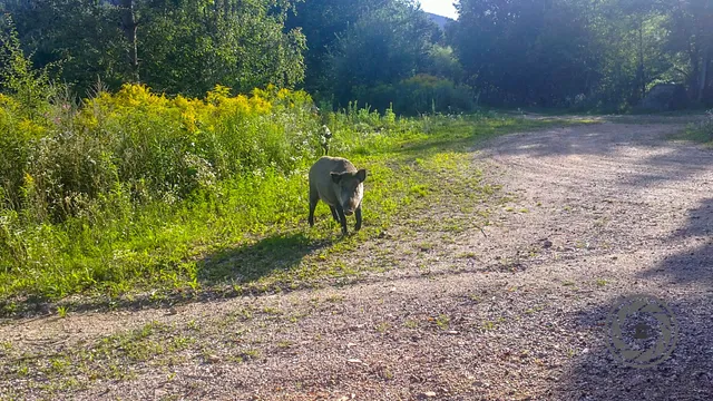 Fürstlicher Tiergarten