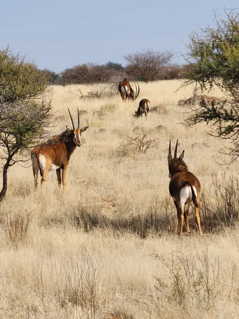 Marrick Private Game Reserve