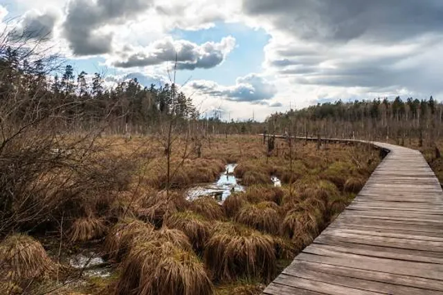 Dubravos hiking trail