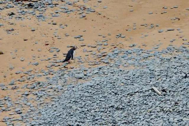 Yellow eyed penguin colony