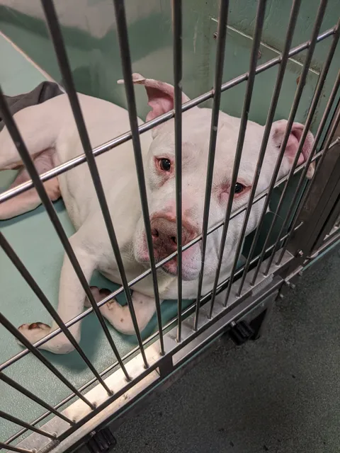 Animal Care Centers of NYC - Brooklyn