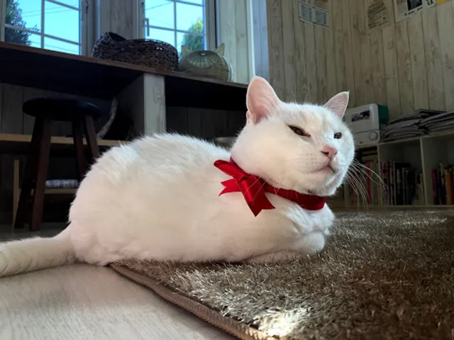 猫カフェ ねこだまり