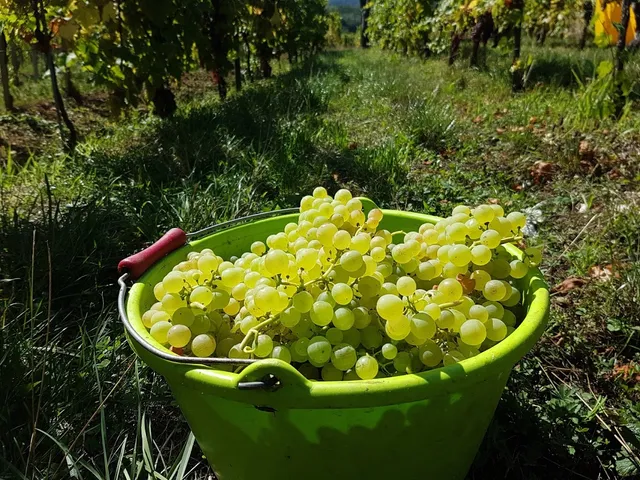 Vignobles André Hartmann