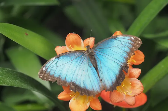 Butterflies at the Vliet