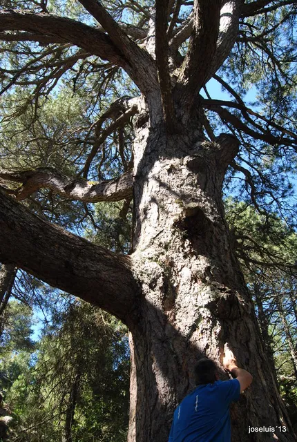 El Pino gordo del Toril