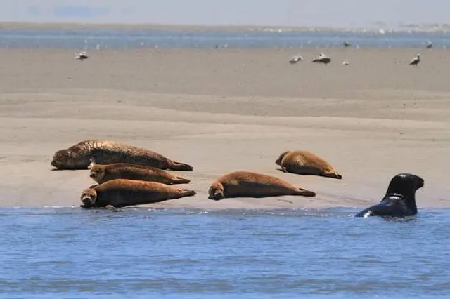 Seehundbänke Langeoog