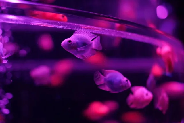 ART AQUARIUM MUSEUM