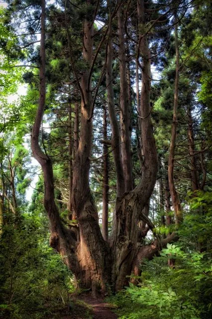 Genso no Mori (Fantasy Forest)