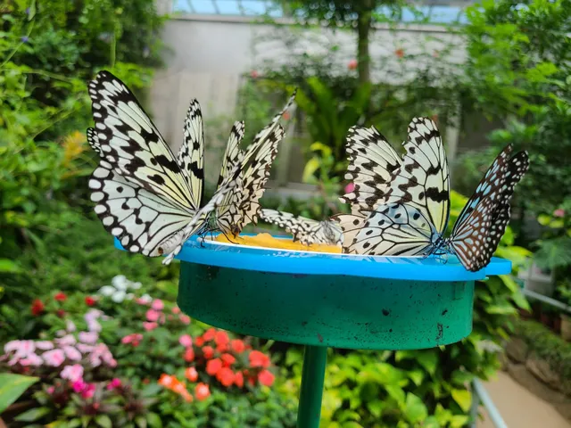 Ishikawa Insect Museum