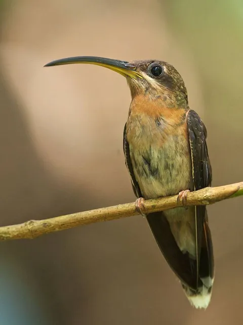 Museu de Biologia Professor Mello Leitão