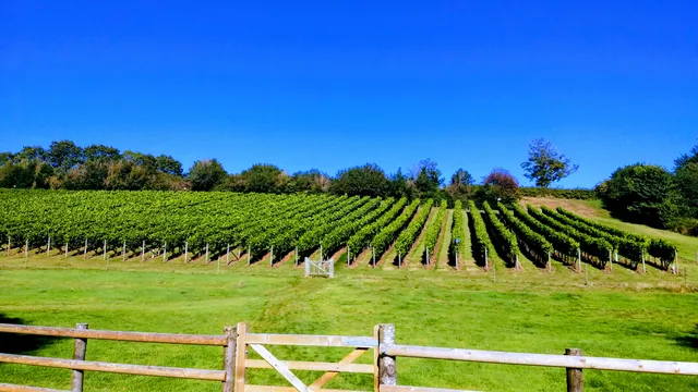 Lily Farm Vineyard