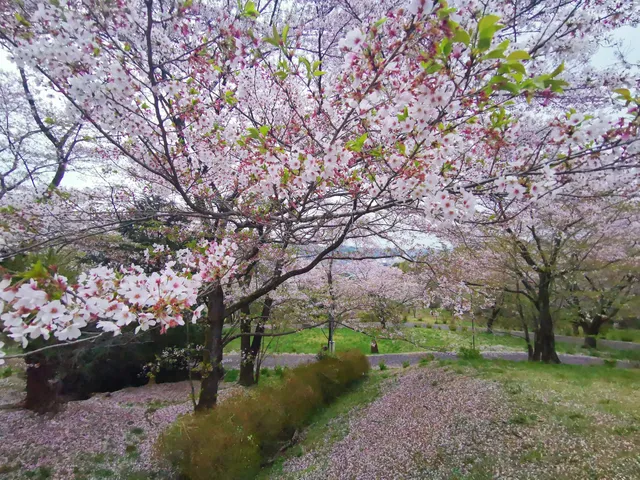 Sakuranoyama Park