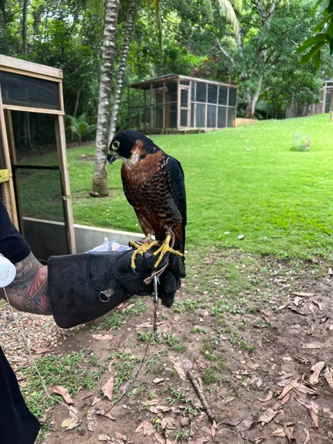 Belize Raptor Center