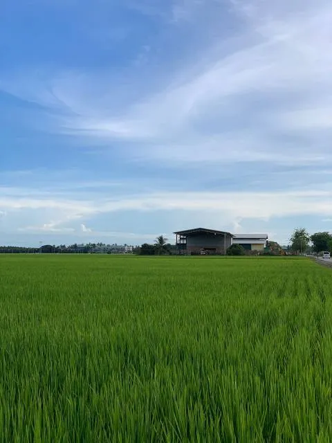 Sekinchan Paddy Field