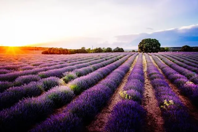 Lavender Farm
