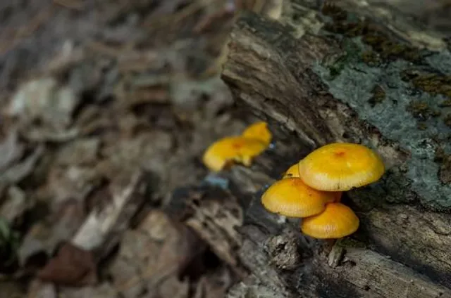 Beattie Pinery Provincial Nature Reserve