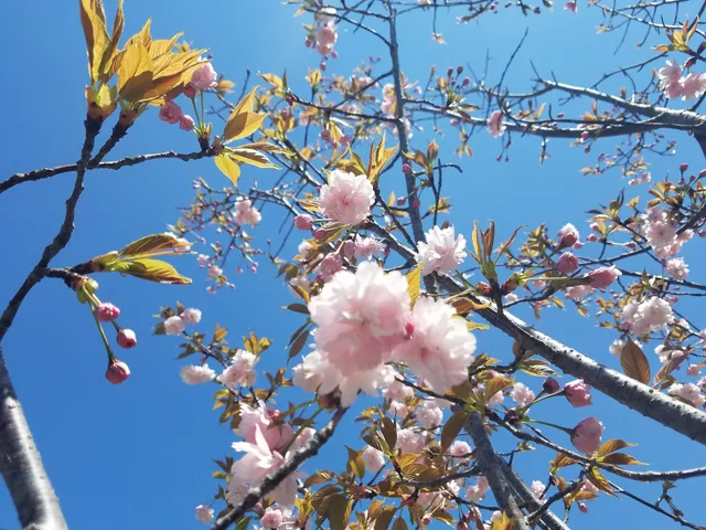 Kamatari Sakura Park