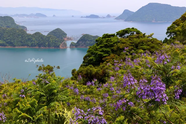 Jacaranda Forest.(Miyazaki Prefectural Comprehensive Agricultural Experiment Station Subtropical Crops Branch.)