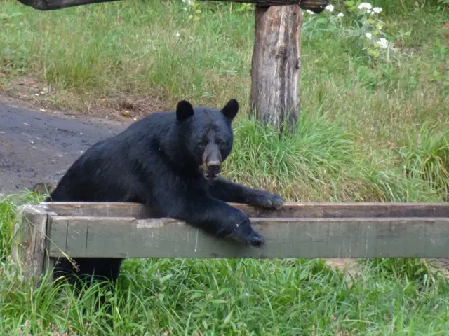 Observation de l’ours noir