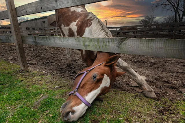 Garret Mountain Equestrian Center