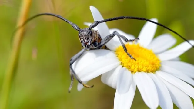 Piemājas zoo BRIEŽI