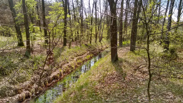 New Warsaw Forest (Forest Młociński)