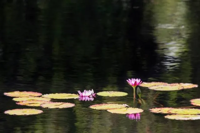 Lumber River State Park