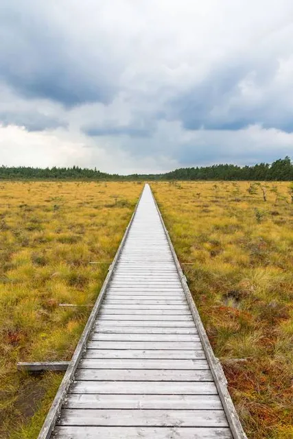 Clara Bog Nature Reserve