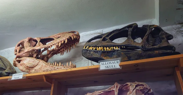 Yorkshire Coast Dinosaur and Fossil Museum