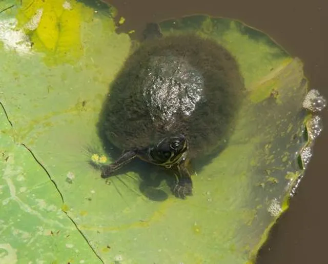 North Carolina Estuarium