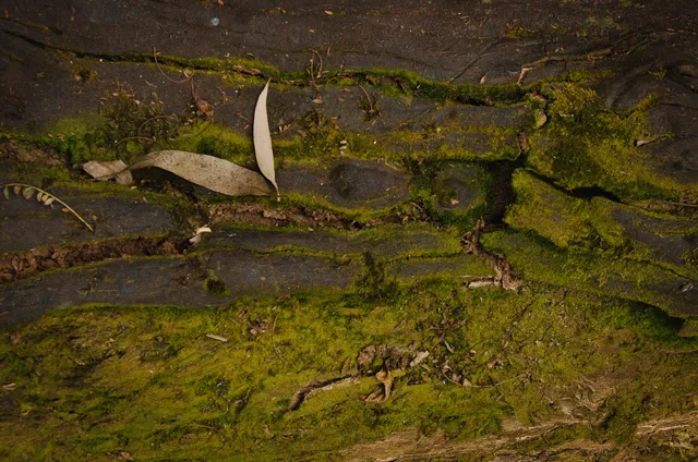 Reserva Experimental Horco Molle