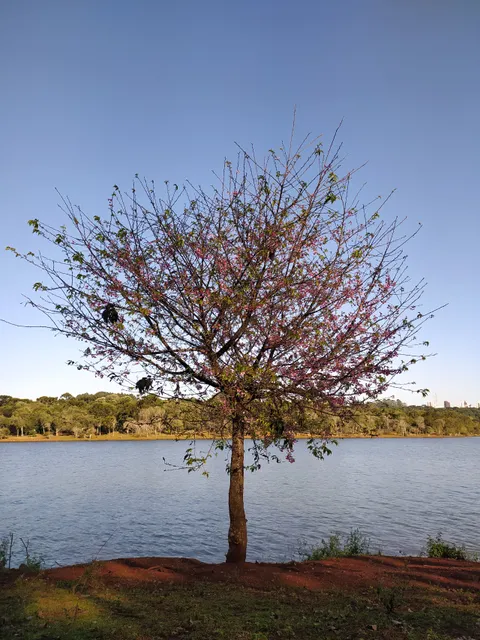 Parque Municipal Paulo Gorski