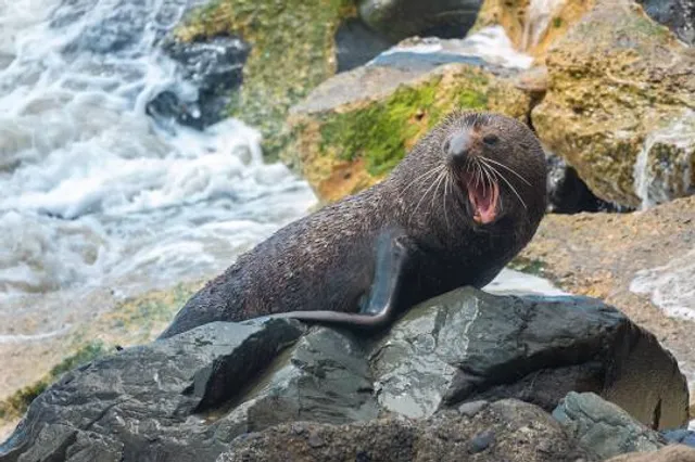 Oamaru Blue Penguin Colony