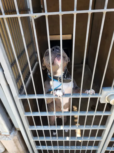 Chula Vista Animal Services