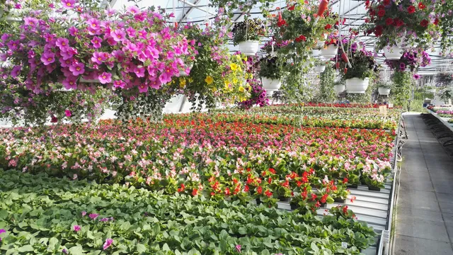 Koli Garden and Sculpture Park