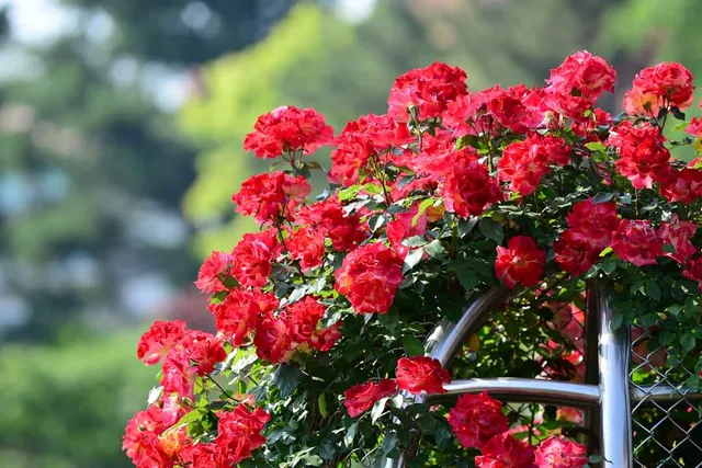 Chosun University Rose Garden Festival