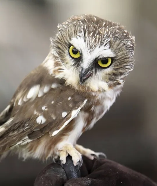 Marina Tsvetayeva's House Museum