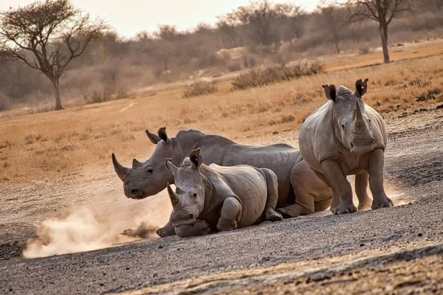 Khama Rhino Sanctuary