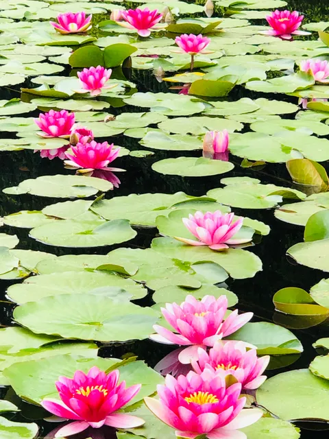 Iwate University Faculty of Agriculture Botanical Gardens