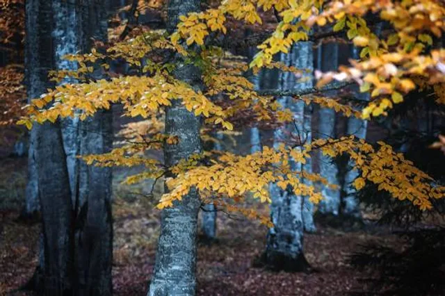 The Forest of the Boy at the Foot of Mt. Shinzan
