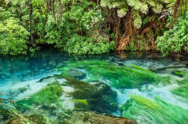 Te Waihou Blue Springs (Whites Road entrance)