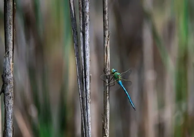 Naturpark Salzachauen