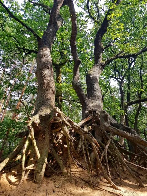 Wallinghausener Wald - Eierberge